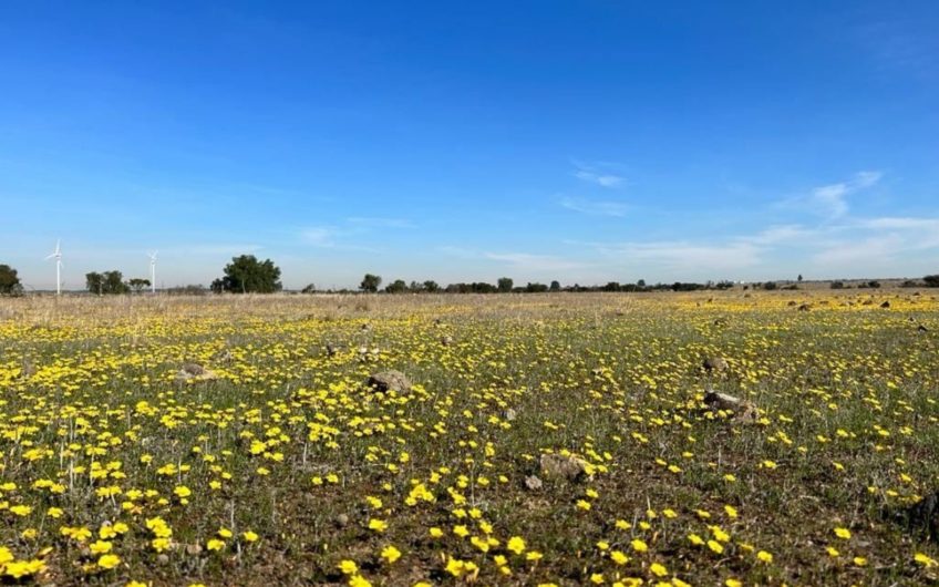 Terrenos a minutos de Bucalemu