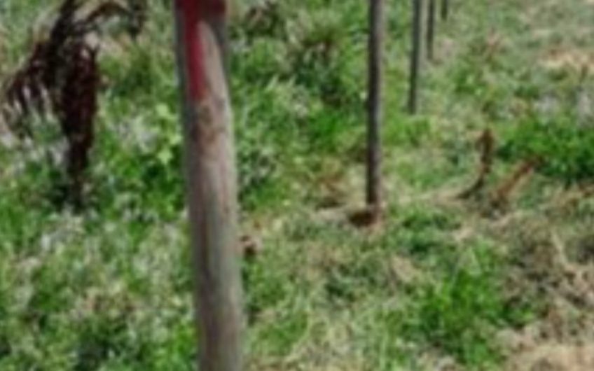 Terreno en Las Cabras