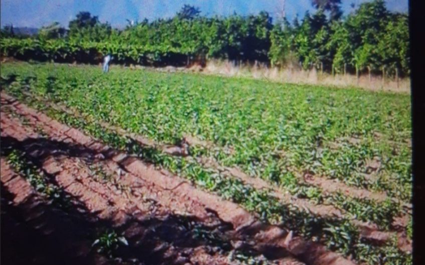 Terreno Hualquén / Buin