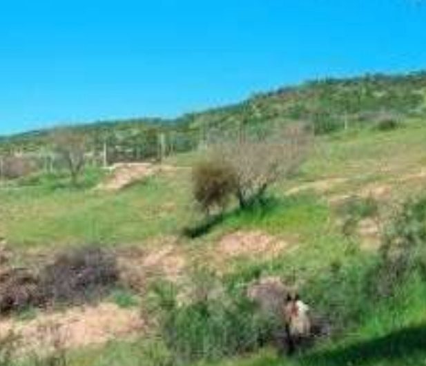 Terreno en Las Cabras