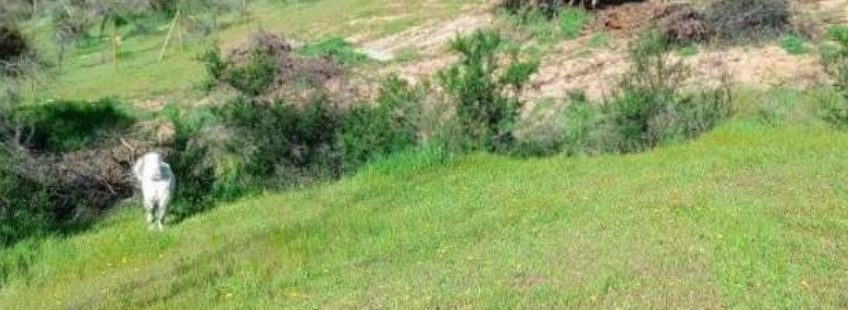 Terreno en Las Cabras